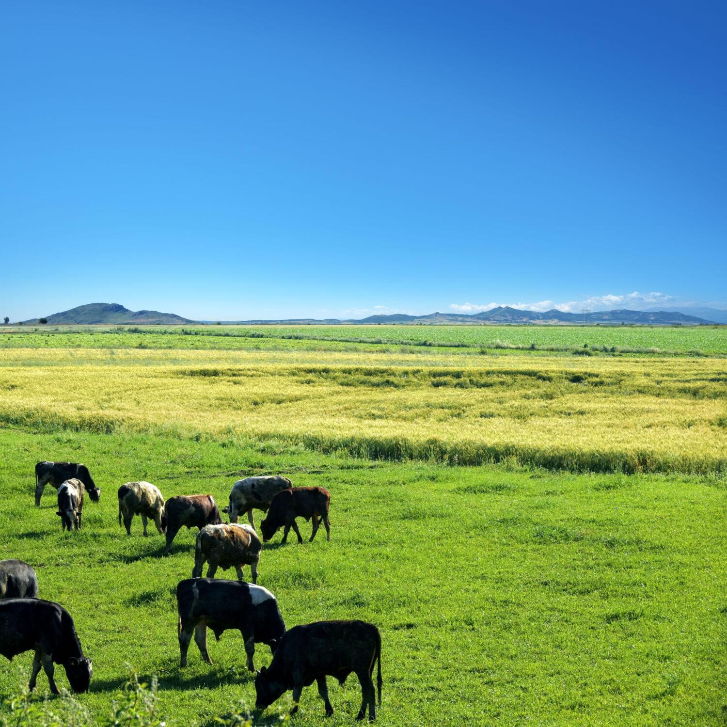 Livestock